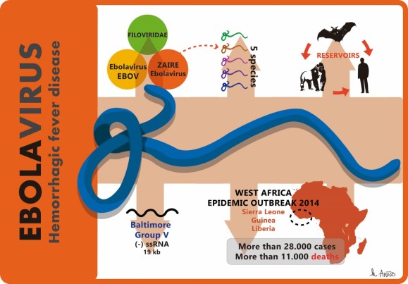 Ebolavirus infography, 2015