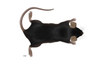Dorso-ventral mouse, 2018