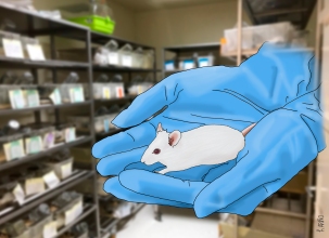 Laboratory mouse, 2018